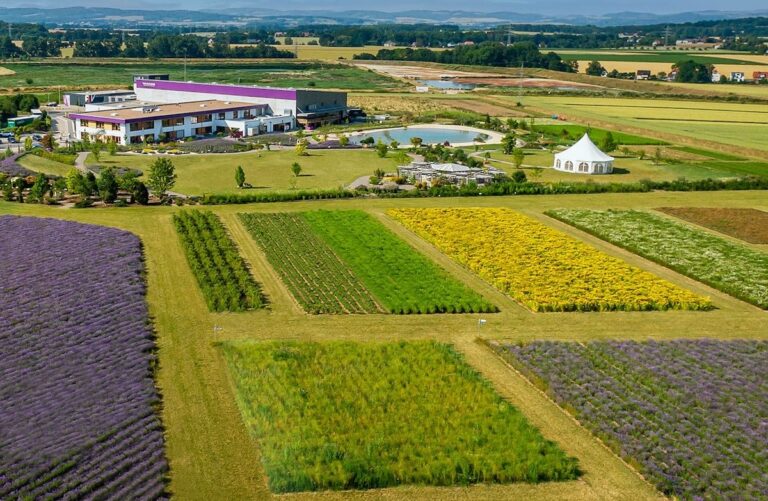 Lavendelfelder und Natur-Duft-Manufaktur von TAOASIS in Lage