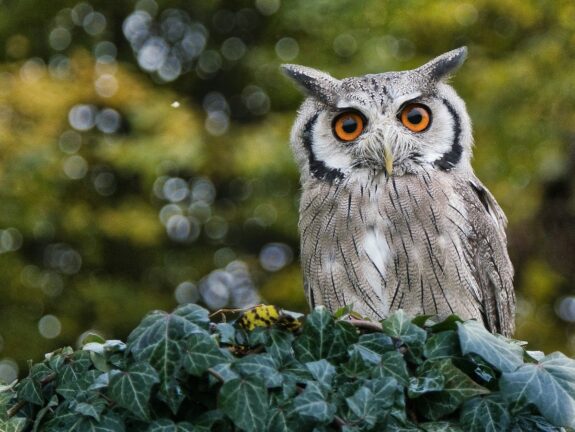 Zwei junge Uhus werden im Tierpark Herford ausgewildert 1 Zwei junge Uhus werden im Tierpark Herford ausgewildert 2026