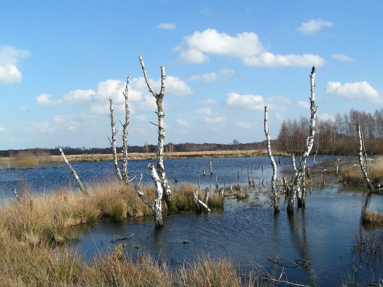 Großes Torfmoor bei Lübbecke: Naturerlebnis in Ostwestfalen 9 Großes Torfmoor bei Lübbecke in Ostwestfalen