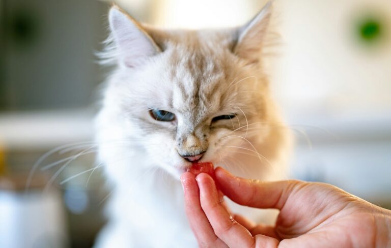 Katzenfutter für Katzen